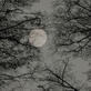 Howl With Me